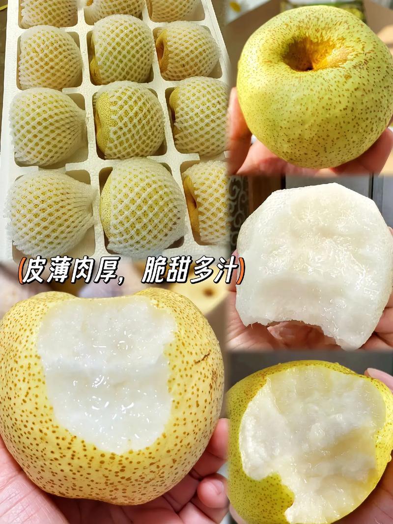 安徽砀山酥梨诚信合作量大从优欢迎客户来电咨询运输便利