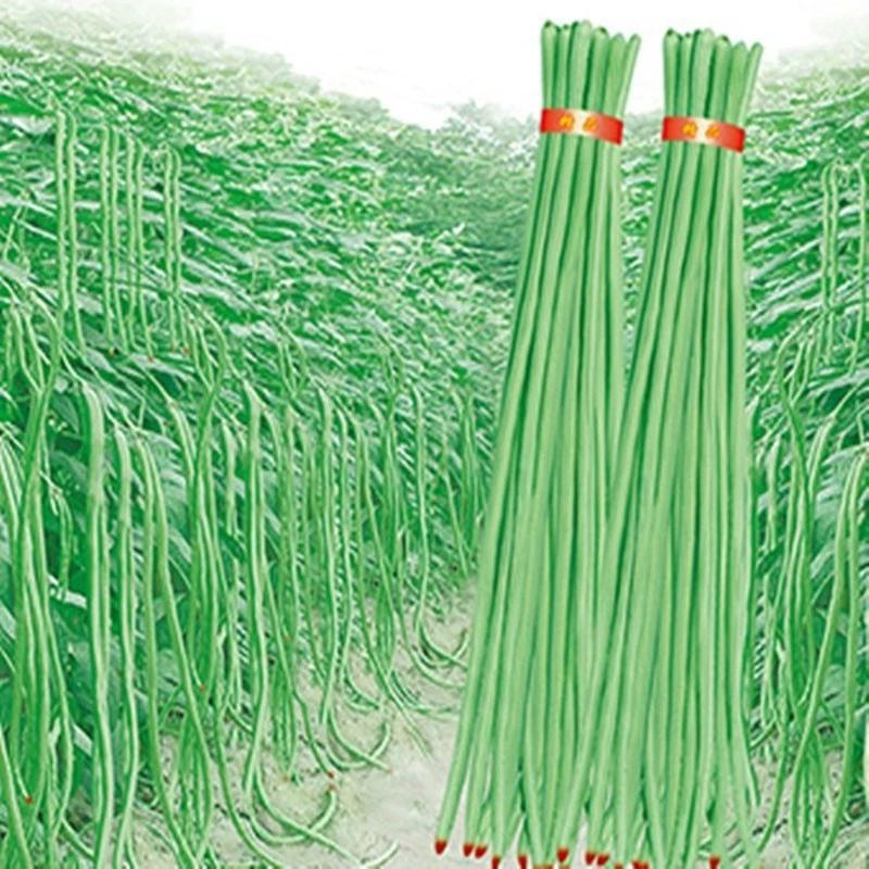 春秋一点红豇豆种子早熟植株蔓生嫩荚绿白红嘴蔬菜种子
