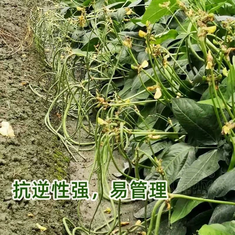 一品绿地豇豆种子无架豇豆种子春秋四季均可种植