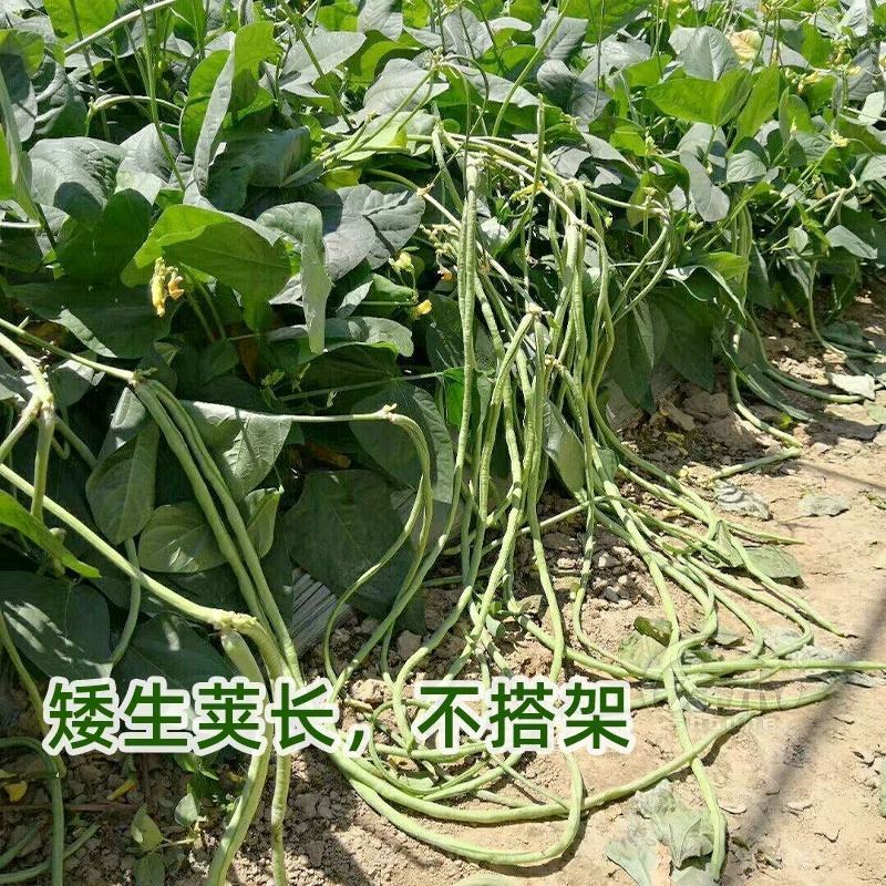 一品绿地豇豆种子无架豇豆种子春秋四季均可种植