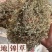 【地锦草】地锦草量大从优物美价廉产地直供