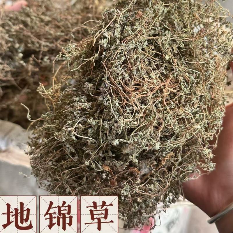 【地锦草】地锦草量大从优物美价廉产地直供