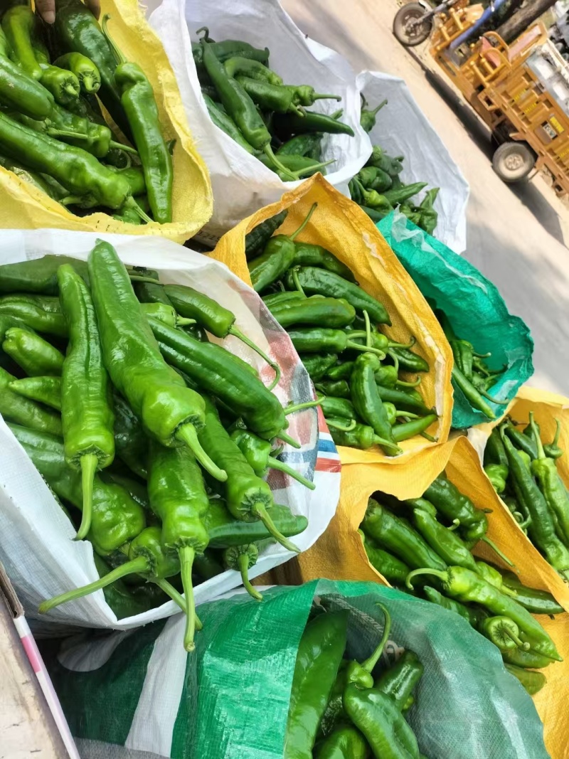 精品薄皮辣椒万亩基地电商货，超市货市场货，供不应求！