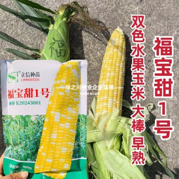 特甜水果玉米种子福宝甜1号甜玉米种子早熟生吃双色水果玉米