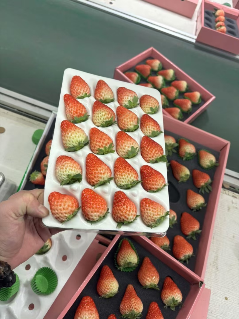 草莓专用的水晶盒大量有货保障品质