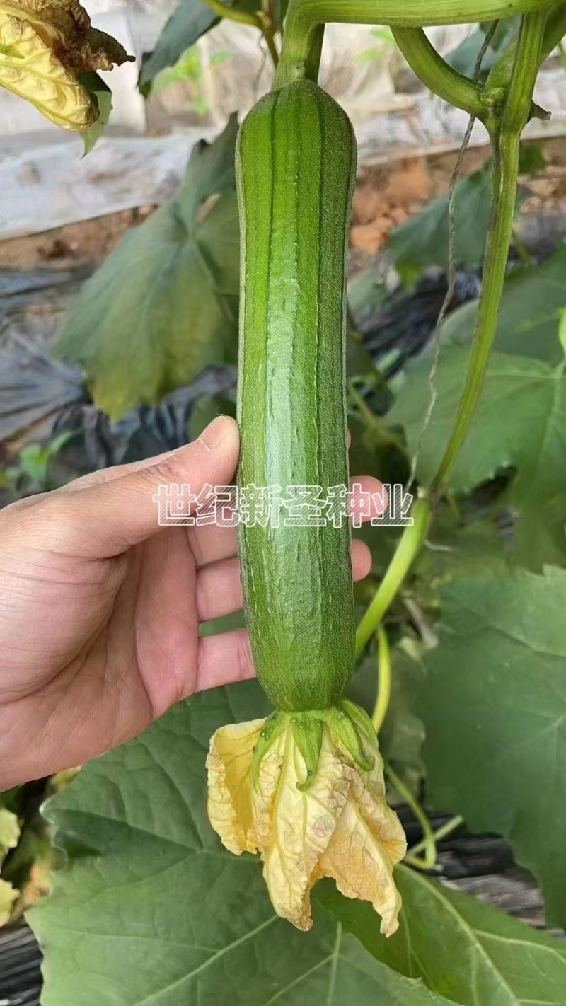 油皮丝瓜种子早熟肉厚油亮顺直高产四季可种长棒型肉丝瓜