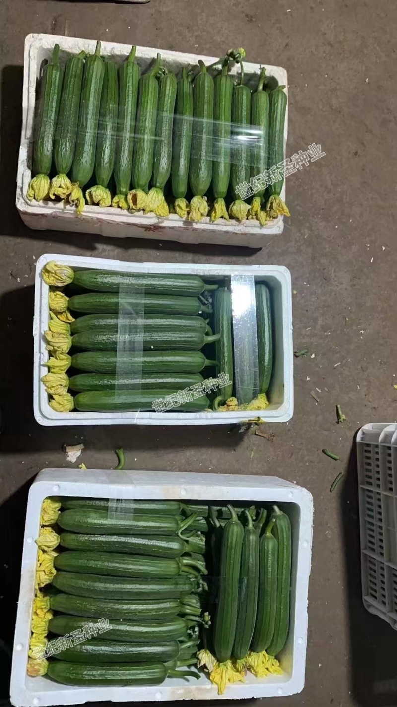 油皮丝瓜种子早熟肉厚油亮顺直高产四季可种长棒型肉丝瓜