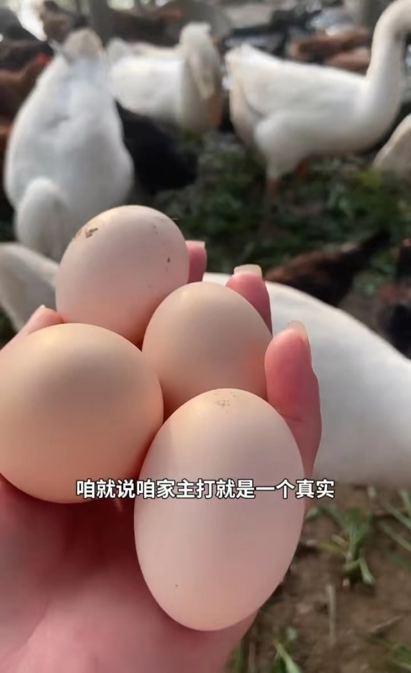 散养笨鸡蛋