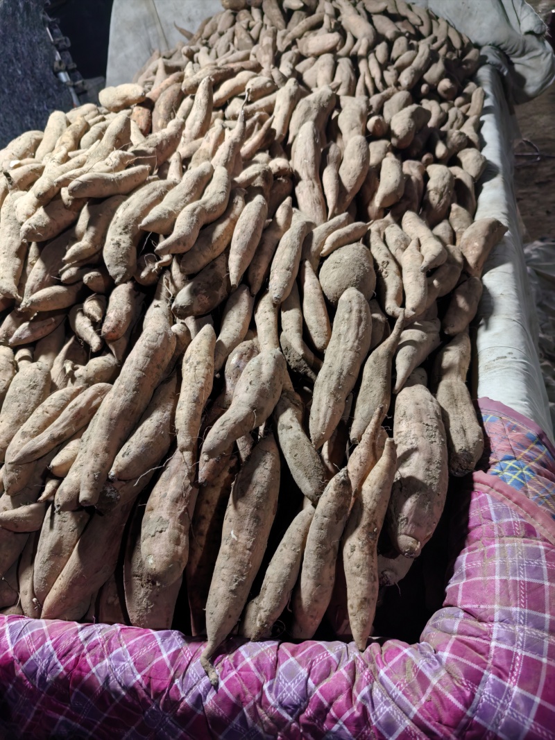 哈密沙土地种植，干面香甜，无筋无丝，欢迎来电咨询