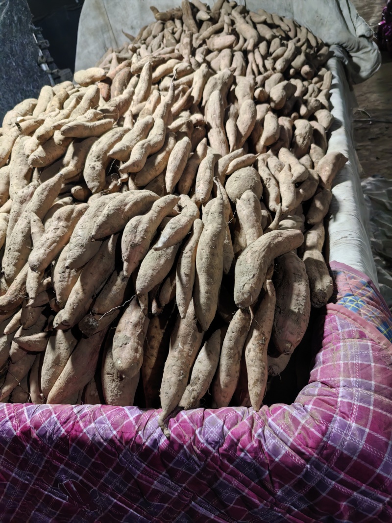 哈密沙土地种植，干面香甜，无筋无丝，欢迎来电咨询