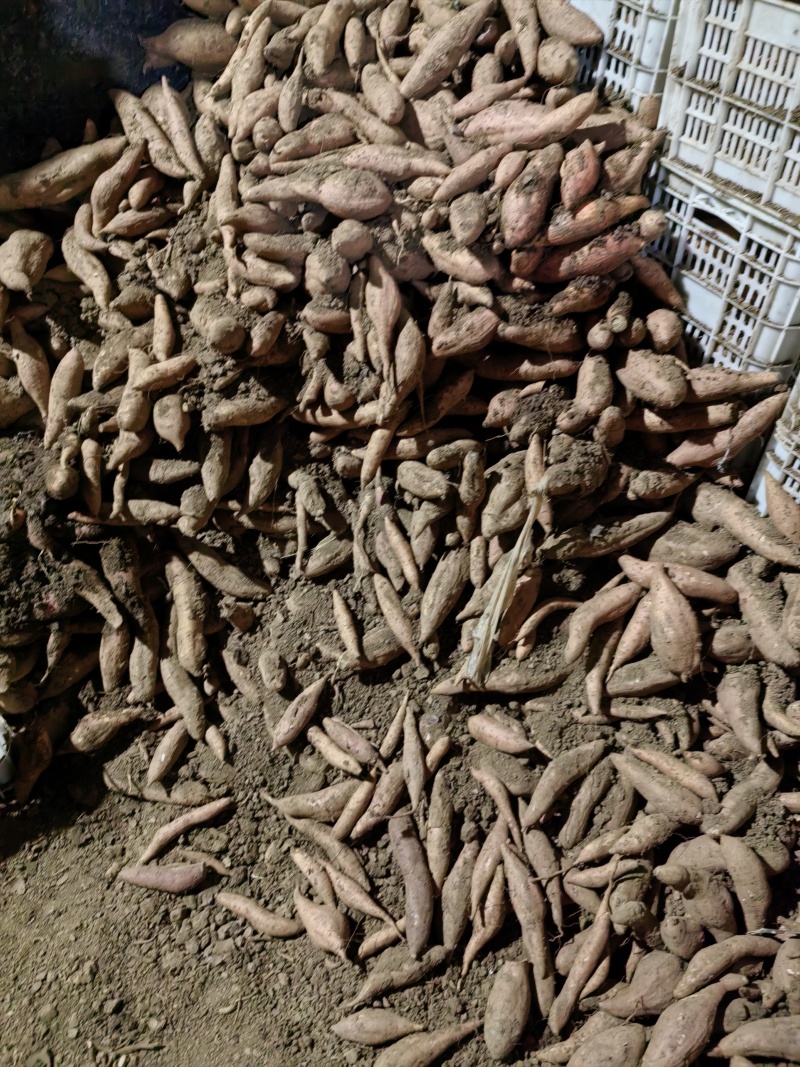哈密沙土地种植，干面香甜，无筋无丝，欢迎来电咨询