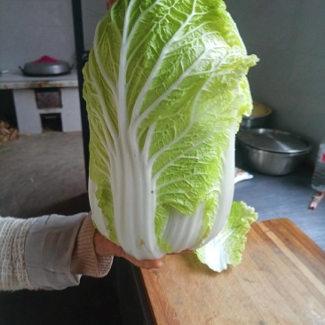娃娃菜，千亩娃娃菜大量上市视频看货对接全国