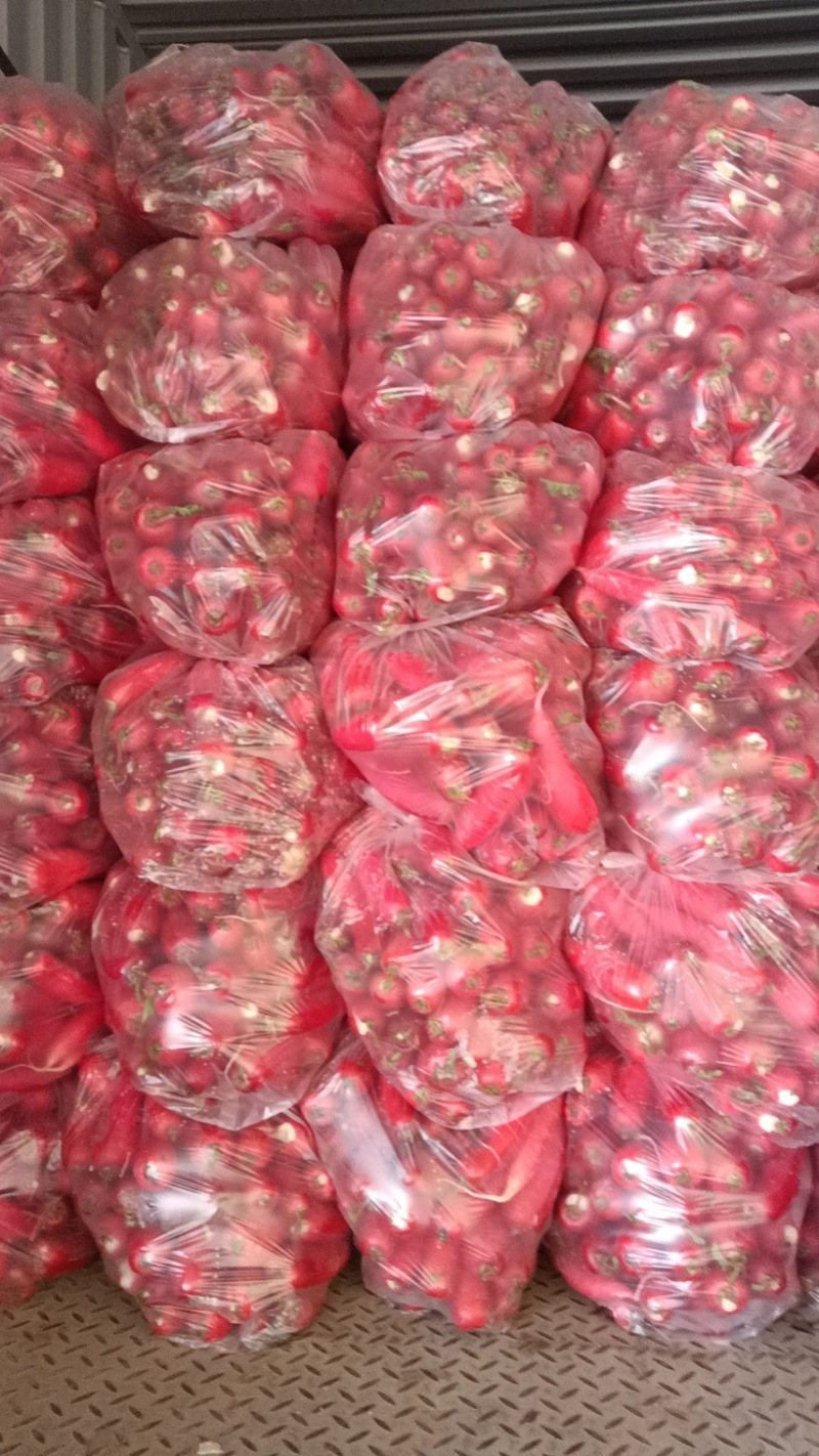 水萝卜精品3-7