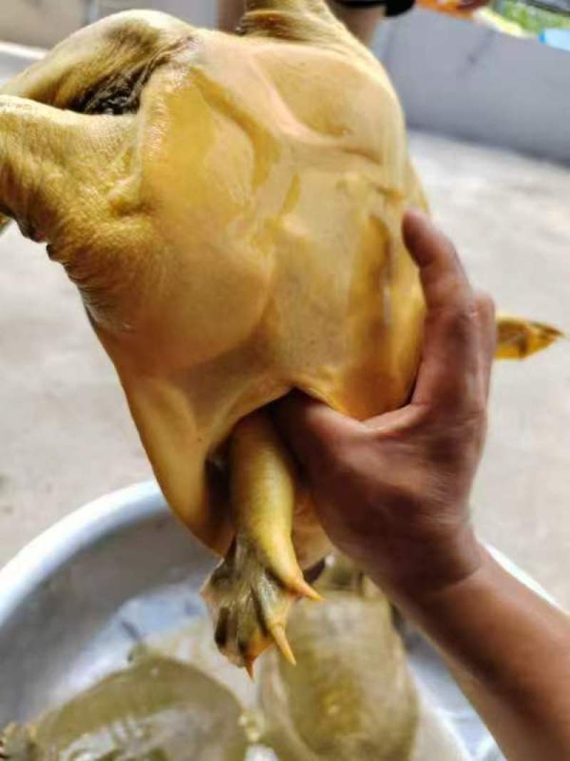 黄鱼，各种各样大小都有，保证精挑选规格，品质保证量大从优