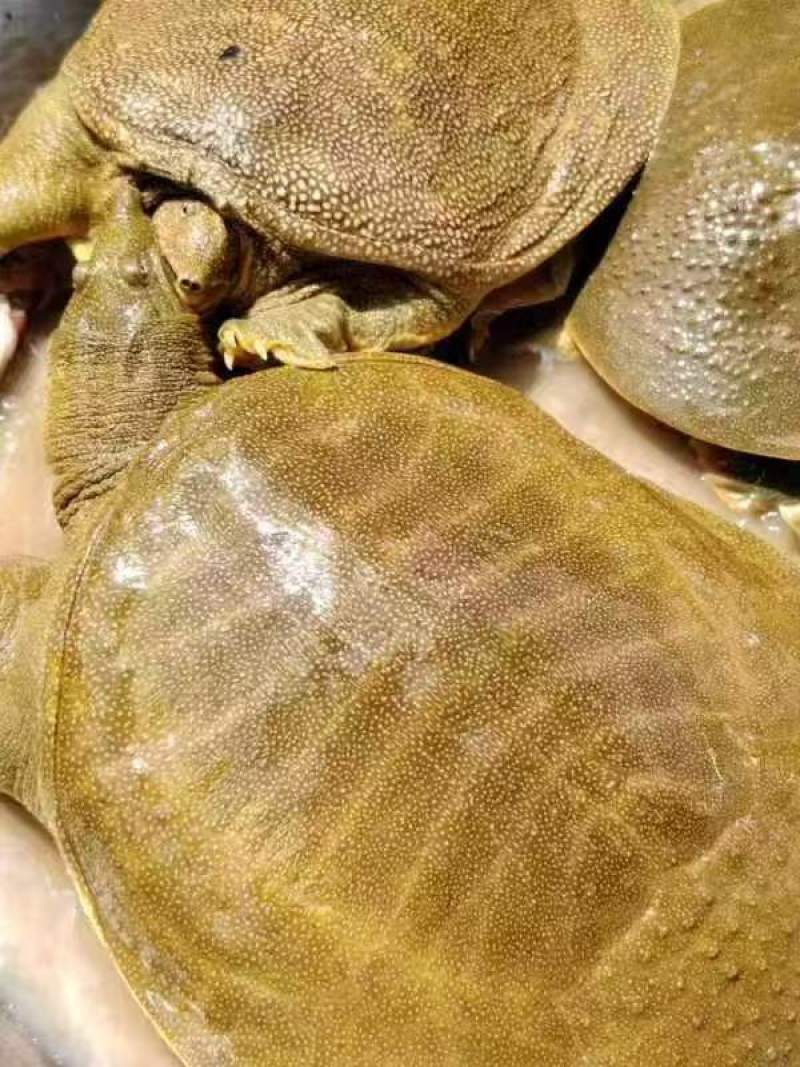 黄鱼，各种各样大小都有，保证精挑选规格，品质保证量大从优