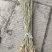 合欢苗高度30-50公分包邮0.5元一颗可以视频看货选货