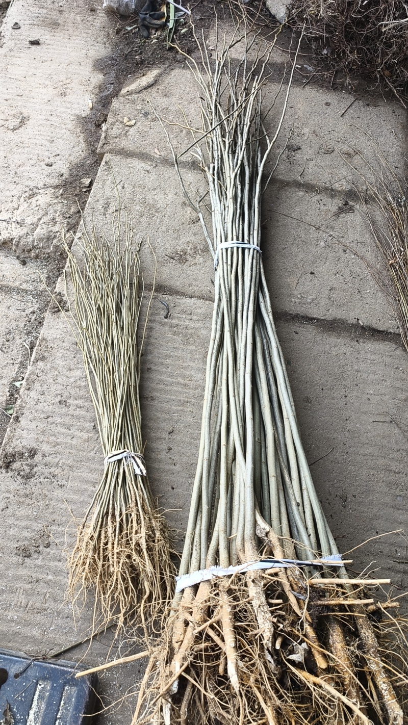 合欢苗高度30-50公分包邮0.5元一颗可以视频看货选货