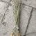 合欢苗高度30-50公分包邮0.5元一颗可以视频看货选货