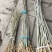 合欢苗高度30-50公分包邮0.5元一颗可以视频看货选货