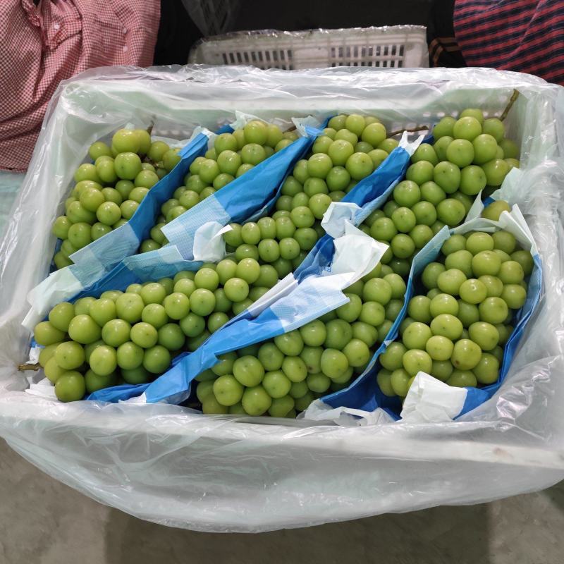 阳光玫瑰产地供应