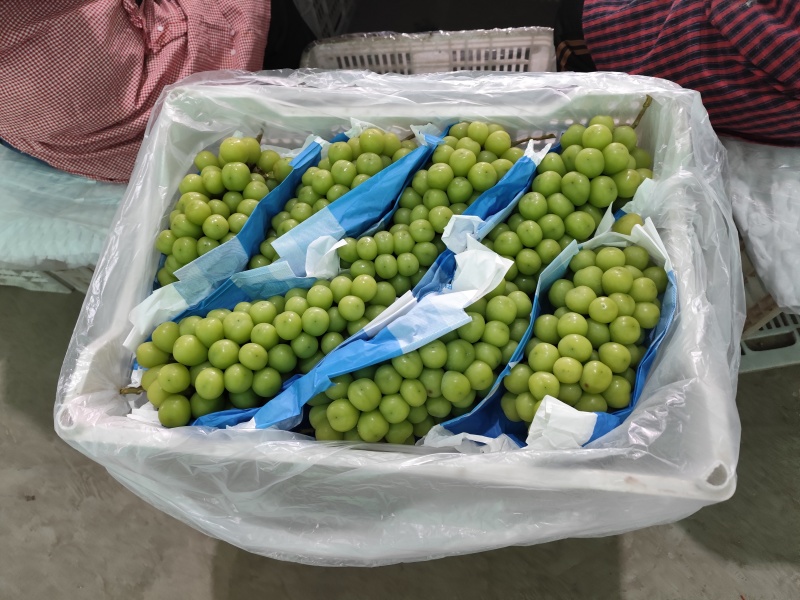 阳光玫瑰产地供应
