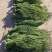 云南大理贡菜（一级）30kg