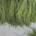 云南大理贡菜（一级）30kg