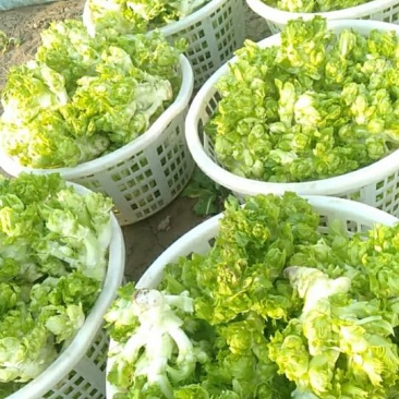 新鲜儿菜，启东产地直供