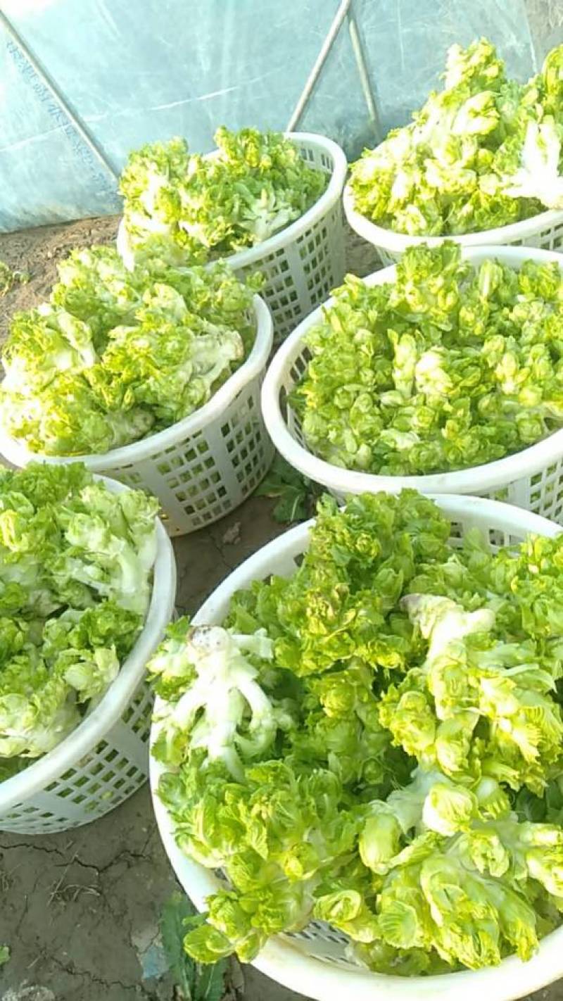 新鲜儿菜，启东产地直供