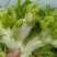 新鲜儿菜，启东产地直供