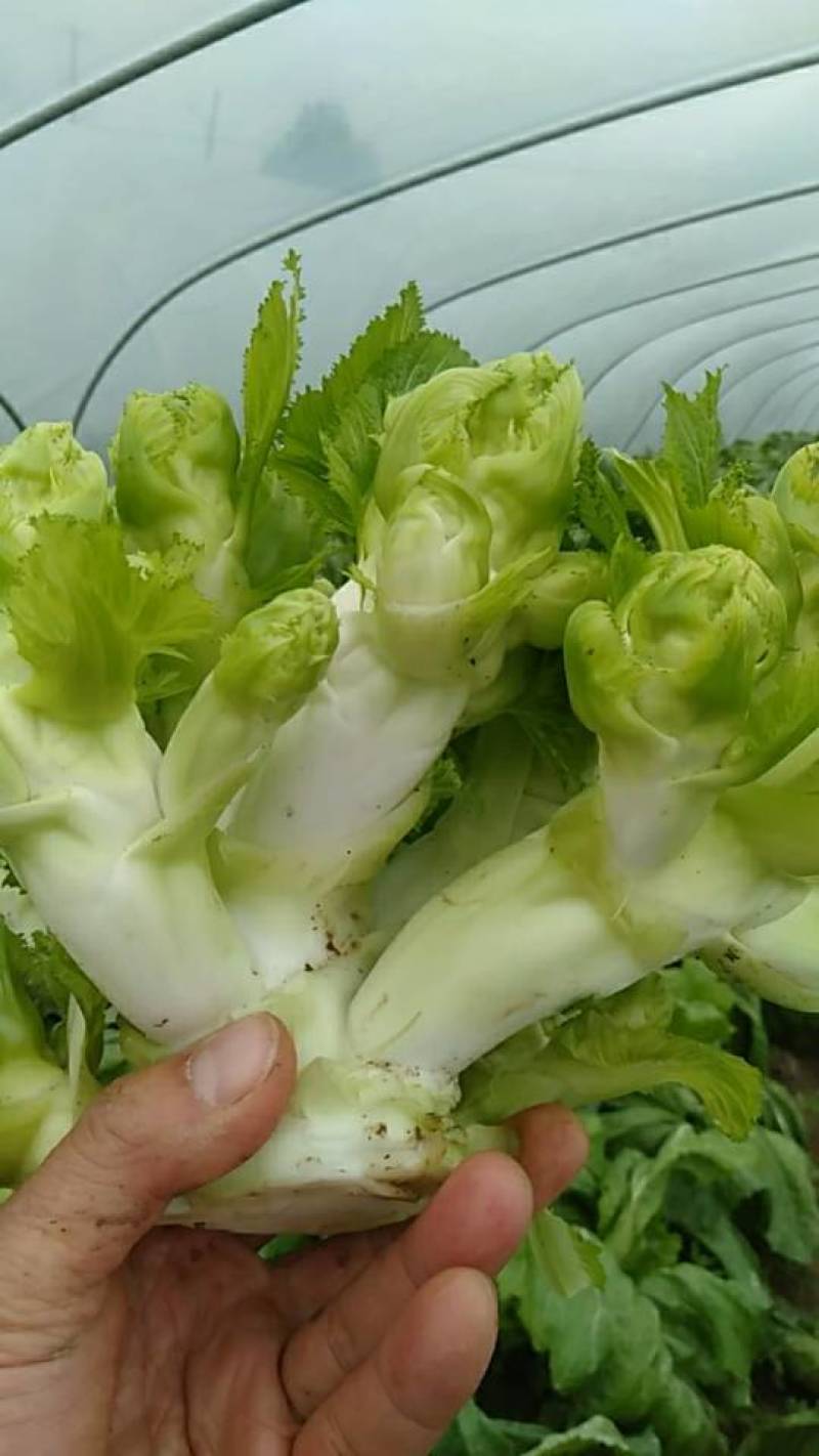 新鲜儿菜，启东产地直供