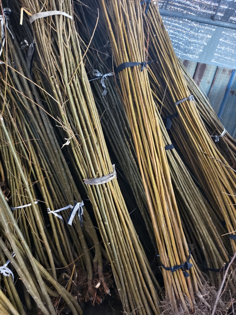 柳树苗垂柳苗高度80－120公分包邮1.5元一颗