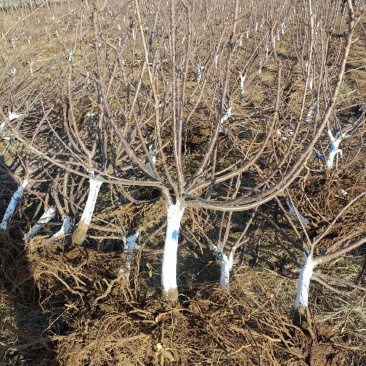 四年美早樱桃树苗，规格6-8公分花芽满满