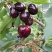 四年美早樱桃树苗，规格6-8公分花芽满满