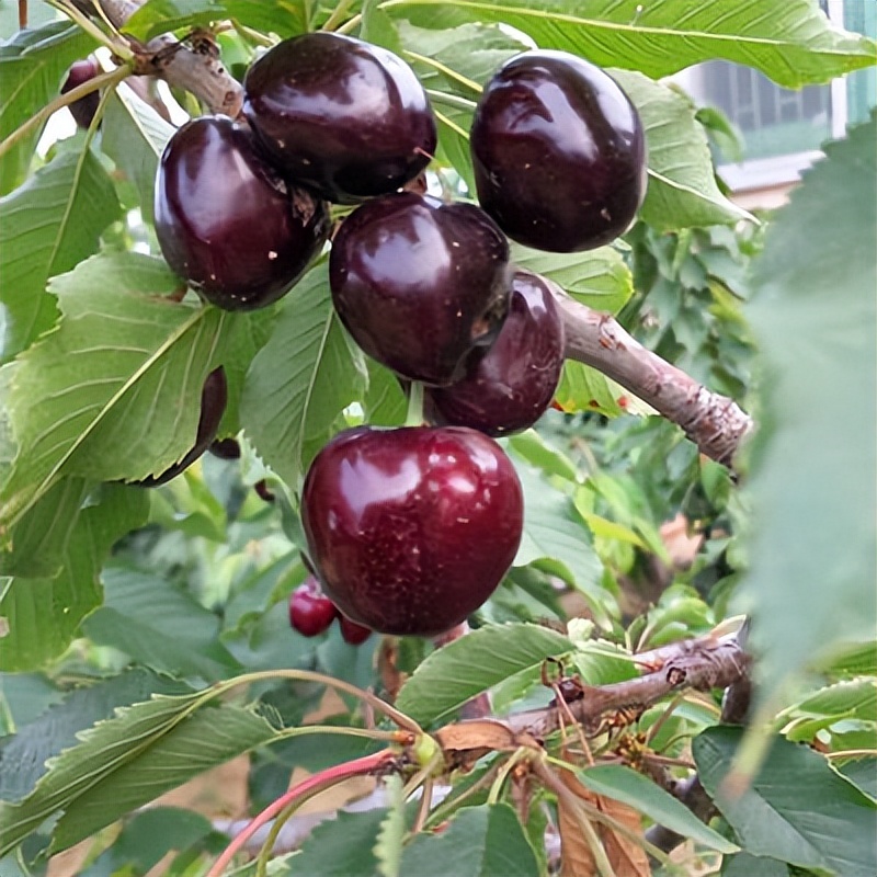 四年美早樱桃树苗，规格6-8公分花芽满满