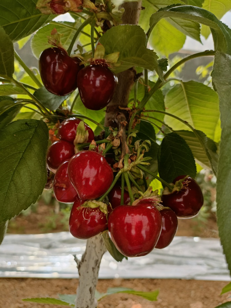 四年美早樱桃树苗，规格6-8公分花芽满满