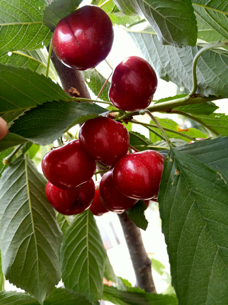 四年美早樱桃树苗，规格6-8公分花芽满满