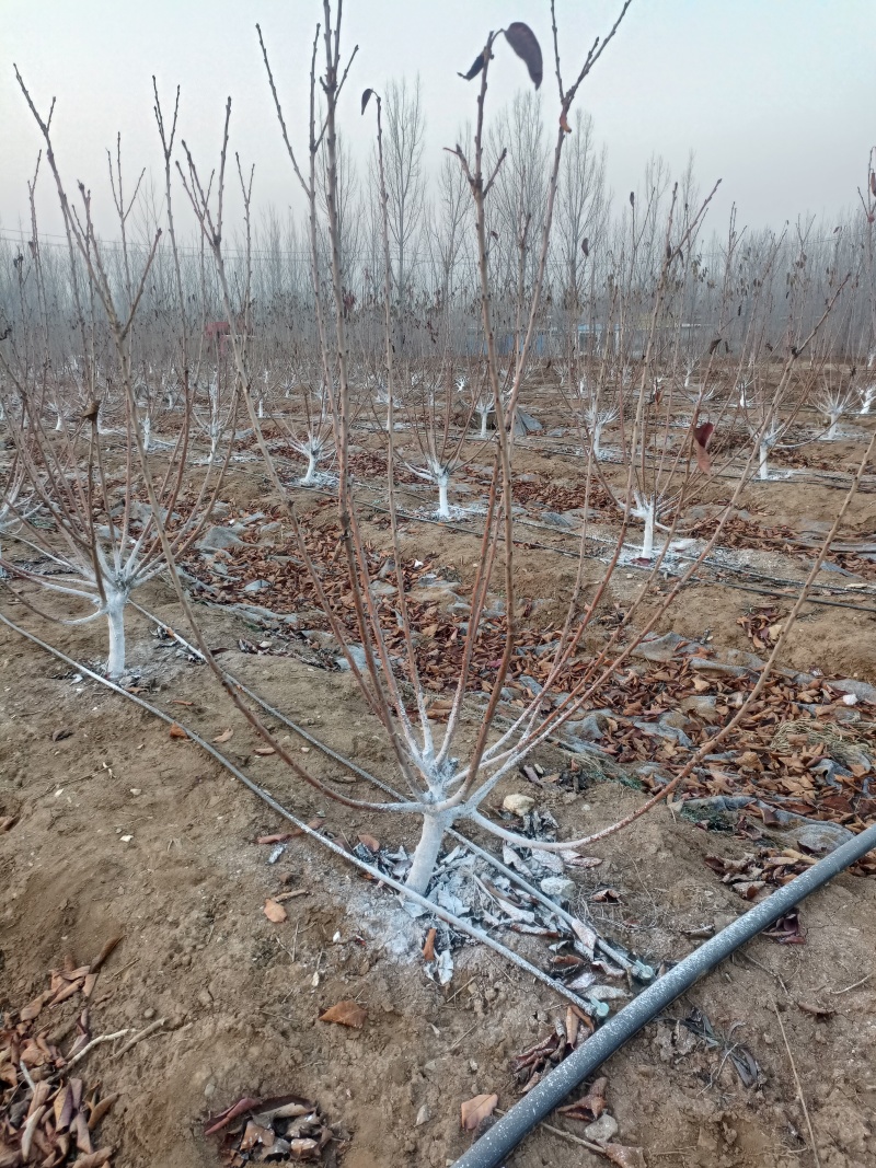 四年美早樱桃树苗，规格6-8公分花芽满满
