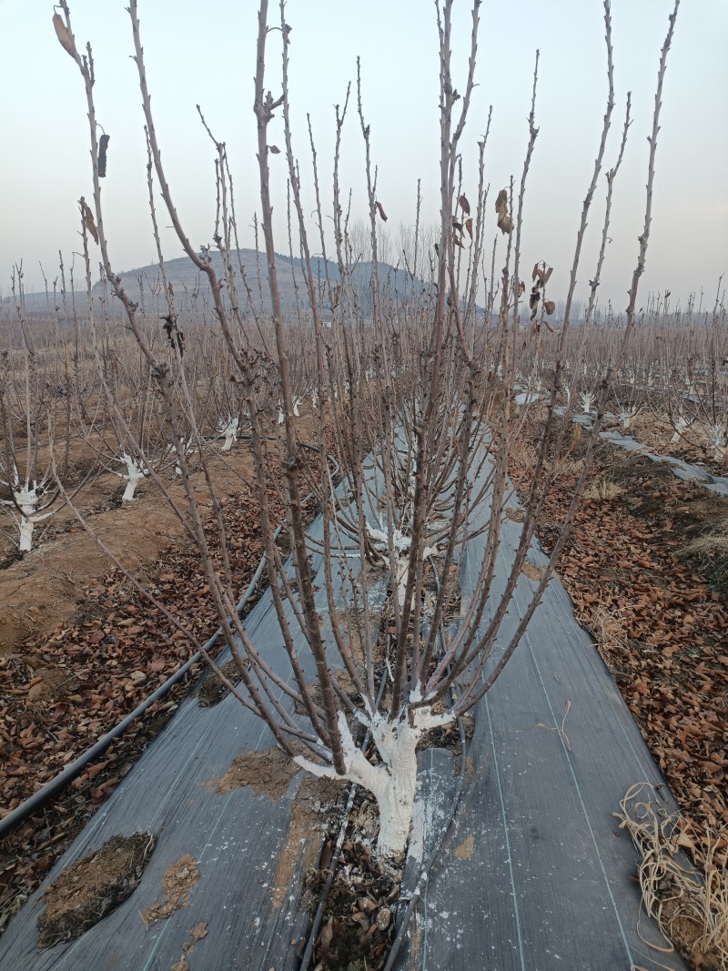 四年美早樱桃树苗，规格6-8公分花芽满满