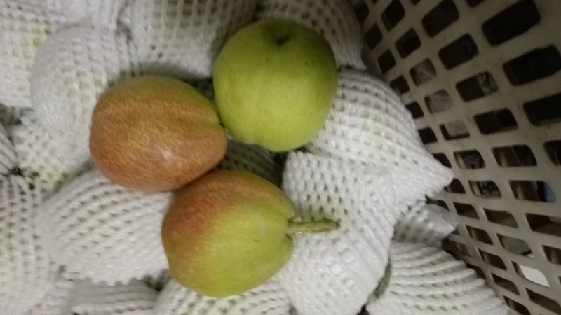 库尔勒香梨