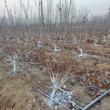 5公分大樱桃树基地直发，3年樱桃苗品种齐早辉煌美早蜜露