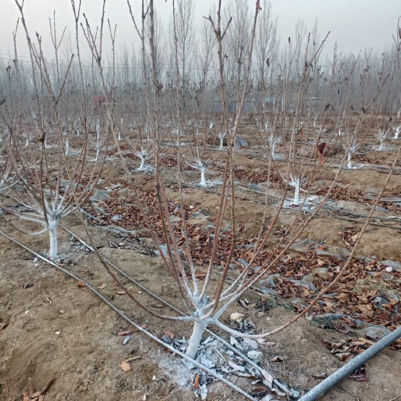 5公分大樱桃树基地直发，3年樱桃苗品种齐早辉煌美早蜜露