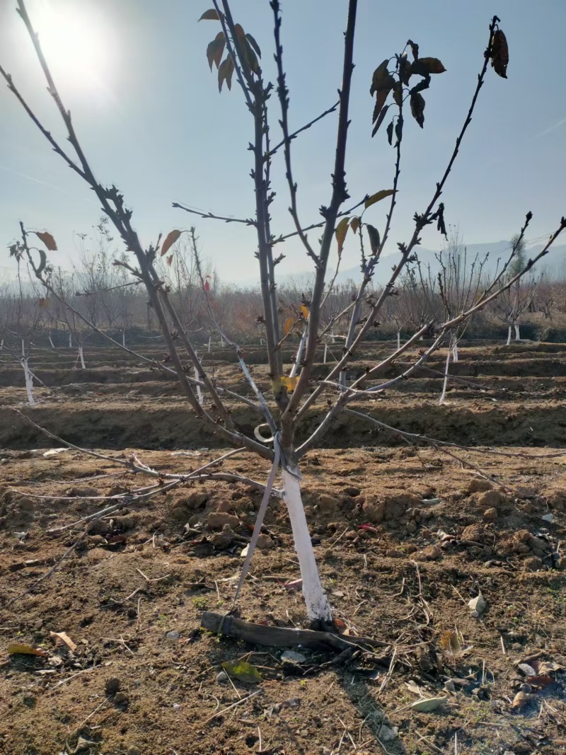 5公分大樱桃树基地直发，3年樱桃苗品种齐早辉煌美早蜜露