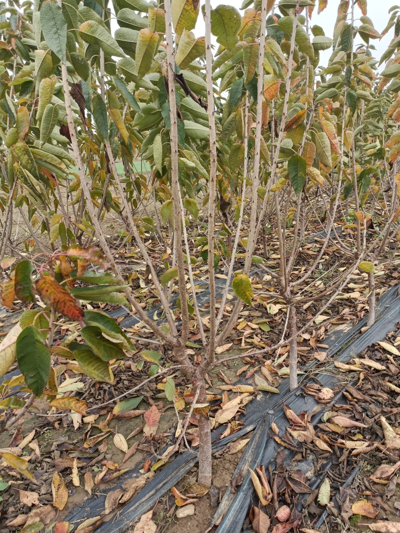 5公分大樱桃树基地直发，3年樱桃苗品种齐早辉煌美早蜜露