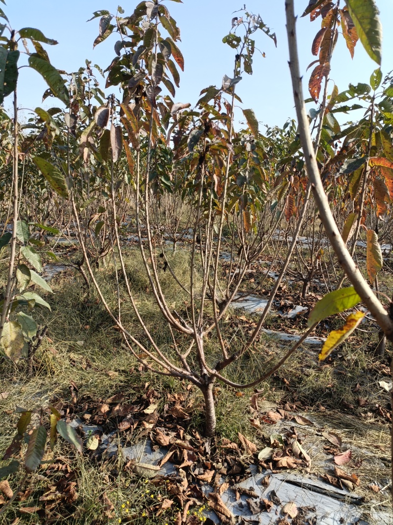 5公分大樱桃树基地直发，3年樱桃苗品种齐早辉煌美早蜜露