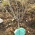 5公分大樱桃树基地直发，3年樱桃苗品种齐早辉煌美早蜜露