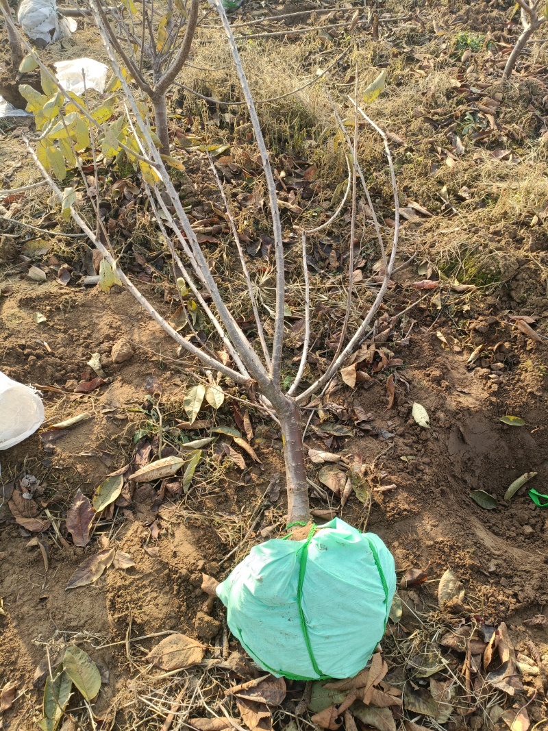 5公分大樱桃树基地直发，3年樱桃苗品种齐早辉煌美早蜜露