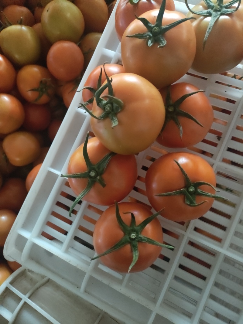 【牛商推荐】精品西红柿大红西红柿大量有货市场，超市电商货