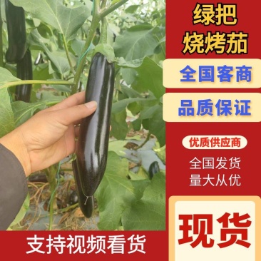 云南楚雄烧烤茄子量大从优常年对接各大商超平台