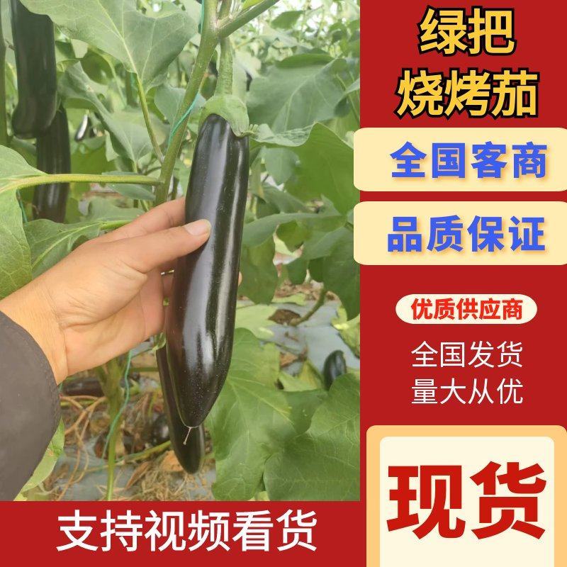 云南楚雄烧烤茄子量大从优常年对接各大商超平台